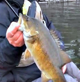 BassFishnTips's tweet photo. Winter Smallmouths Like Small Profile Baits 

https://t.co/JPlgIkSbNO https://t.co/sq9ctBfpzp