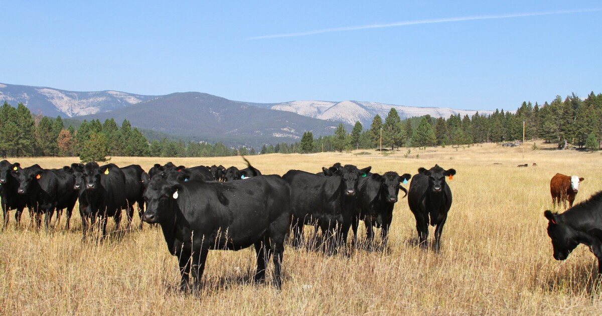 AlanDayAuthor's tweet photo. Drought affecting beef production? Sure sounds like it. https://t.co/uNgYMcYDSW #Cattle #ranches #Arizona https://t.co/k6Z9WimPCz