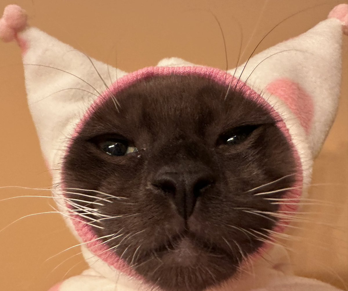 Meevin10's tweet photo. meatball was the only one who could fit in the valentines outfit https://t.co/fTDxvuw1GF