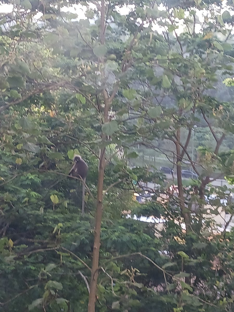 A sad morning view of a family of Silvery Lutung Monkey being chased away from her own house/habitat due to the sudden 'deforestation' for the development of another apartment in this so called eco-green area.

#kleast #simedarbyproperty #melati #melati #simedarby