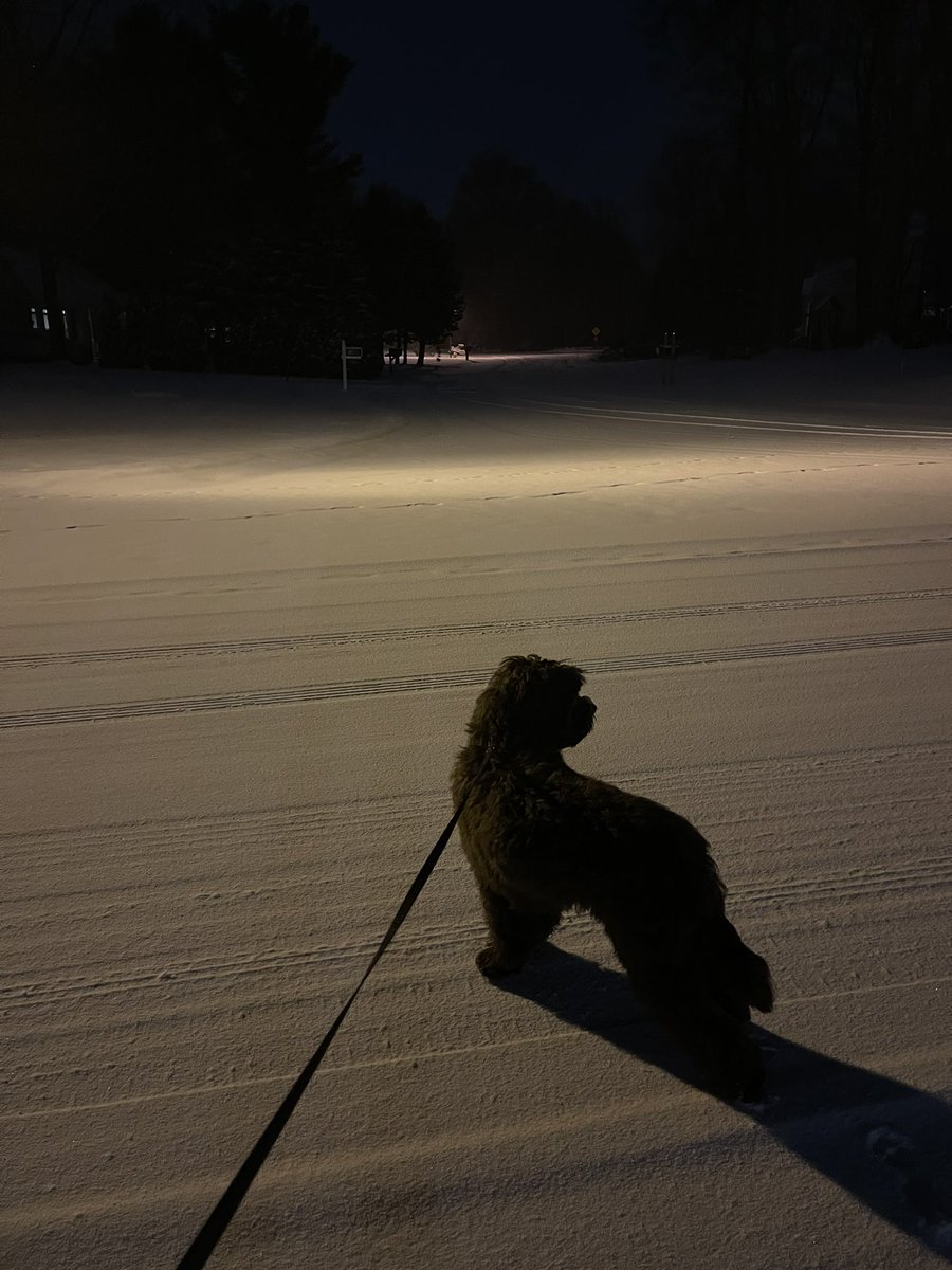 karrie_joy's tweet photo. On our freezing cold, frostbite is definitely possible walk tonight we learned……mailboxes are still scary, street lights are still scary, dark nothing is very scary. He is lucky I love him. 🐶🥶❤️ #tucker #nofrostbite #snowishisfavorite #ihopetobewarmbymorning https://t.co/1Ln8GqDheh