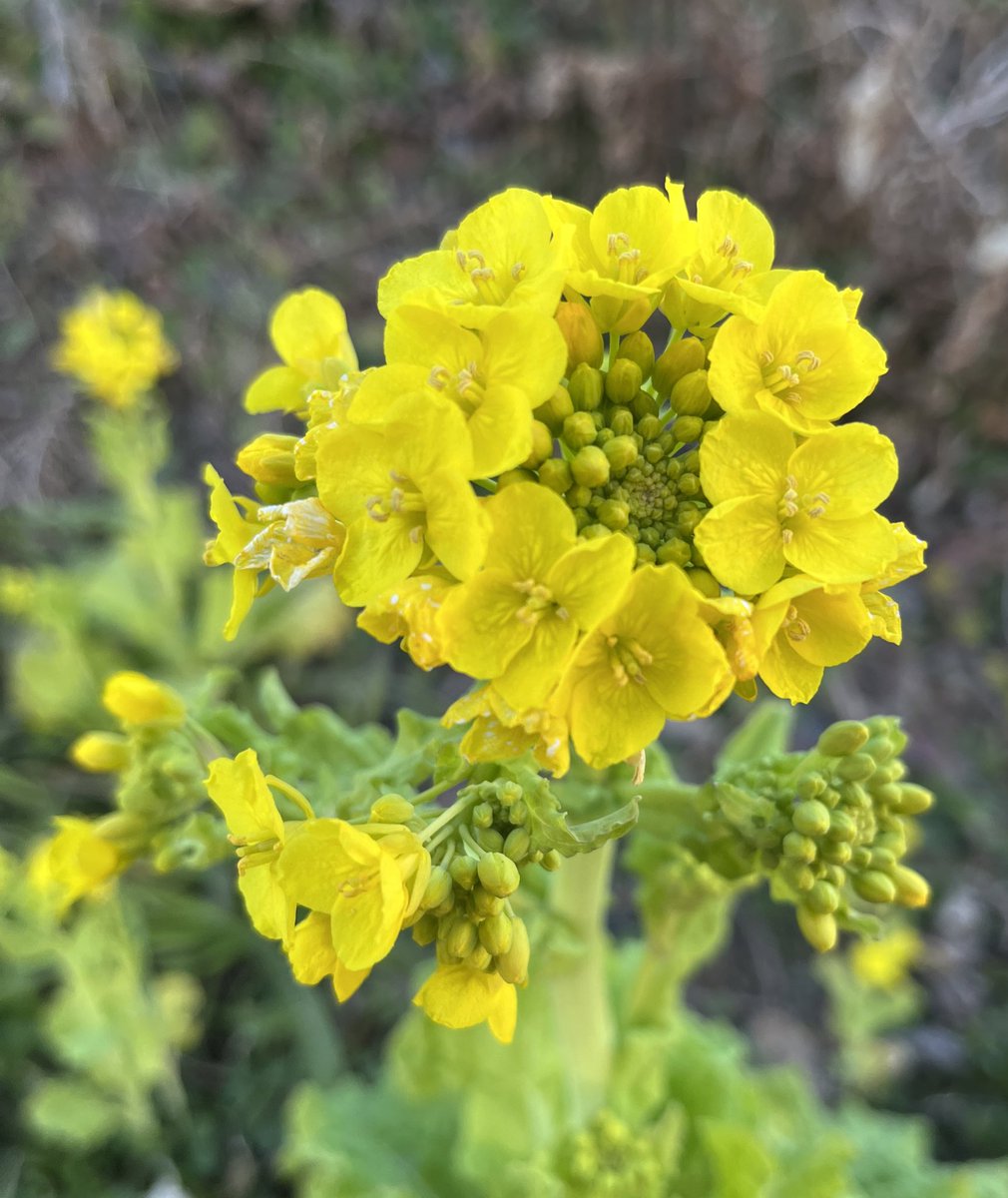 coucouTaec's tweet photo. a glimpse of the coming spring
#springisnear #onmywaytowork #prettyinyellow #scentofspring
#canolaflower #菜の花
https://t.co/8iXcm115rt https://t.co/EAX1QrM1Ok