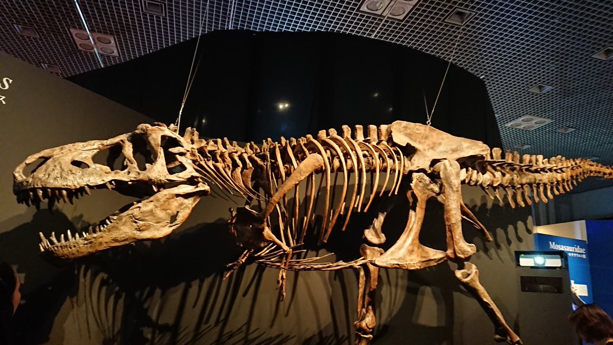 STS17358395's tweet photo. #金曜日だから化石貼る #FossilFriday #獣電戦隊キョウリュウジャー #PowerRanges
獣電戦隊キョウリュウジャーの放送10周年記念に獣電竜のモデルとなった恐竜・古生物たち https://t.co/KZdGGeqpMz