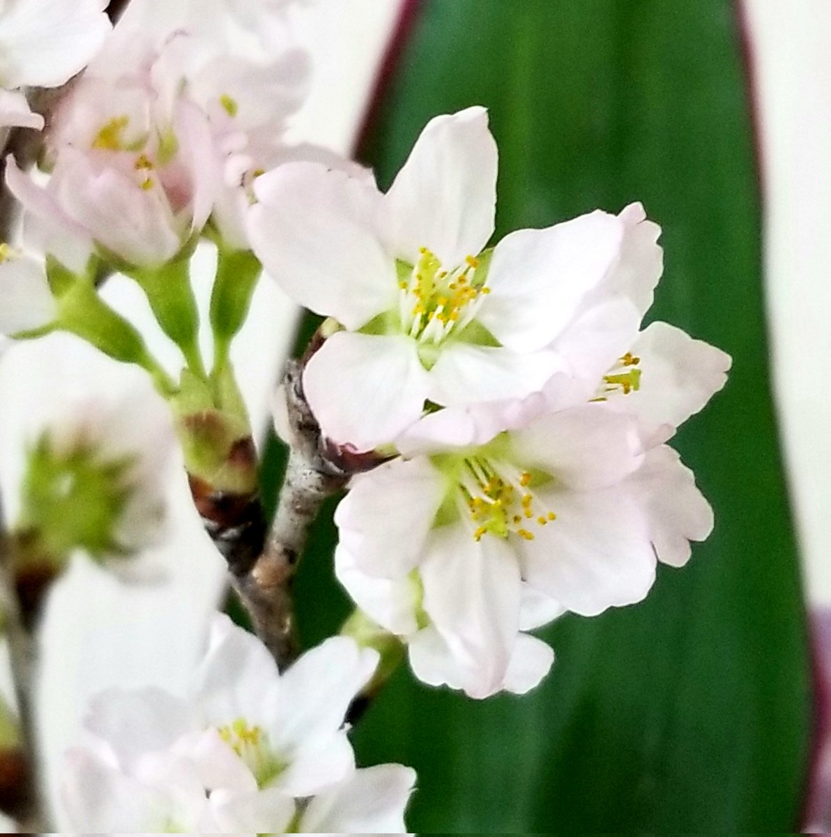 tampopohinata's tweet photo. 部屋の東海桜が咲きました🌸
今日は昨日より暖かくなる予報。
青い空が広がっています☀️
よい1日を🍀
#finepeace
#オリジナルスマイル
#SMAP https://t.co/zIwkljNQWs