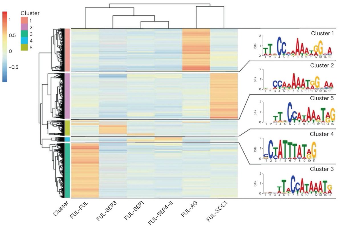 NaturePlants's tweet photo. New Article: "Dual specificity and target gene selection by the MADS-domain protein FRUITFULL" https://t.co/dglAaPv3rn

FUL binding complexes are tissue specific, and the difference in composition of the binding complexes leads to different DNA binding specificity. https://t.co/WK9wR6NExR