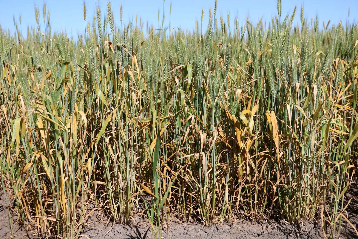 Field Crop Diseases Victoria (@viccropdiseases) on Twitter photo Want to find out more about the stripe rust risk this year? We caught up with <a href="/Grant_Hollaway/">Grant Hollaway</a> to discuss the risk and how to manage it. Download the podcast now on Apple podcast and Spotify buff.ly/3YTkPis Want to find out more about the stripe rust risk this year? We caught up with <a href="/Grant_Hollaway/">Grant Hollaway</a> to discuss the risk and how to manage it. Download the podcast now on Apple podcast and Spotify buff.ly/3YTkPis
