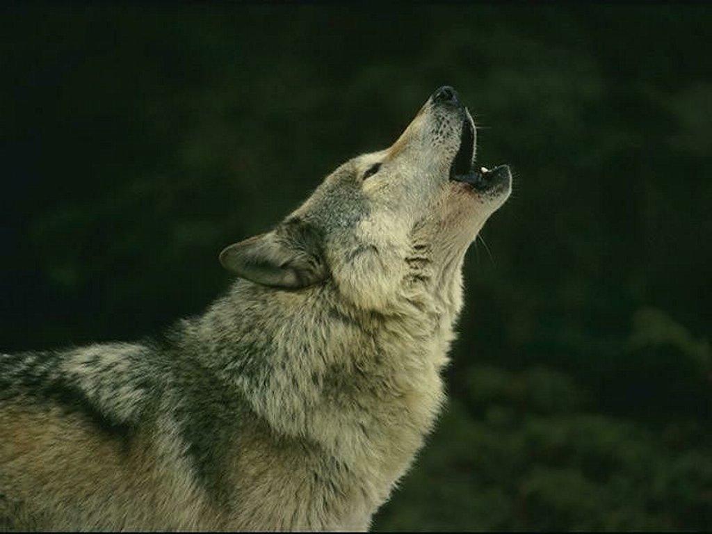 Everything I know about love, compassion and how to operate in a functional family unit has come from studying the behavior of #Wolves  #StandforWolves
#SavetheWild
#loveofmylife
#wolves
#keepwolveslisted
#SavetheESA
#BoycottBeef
#Yellowstone
#StrongerTogether