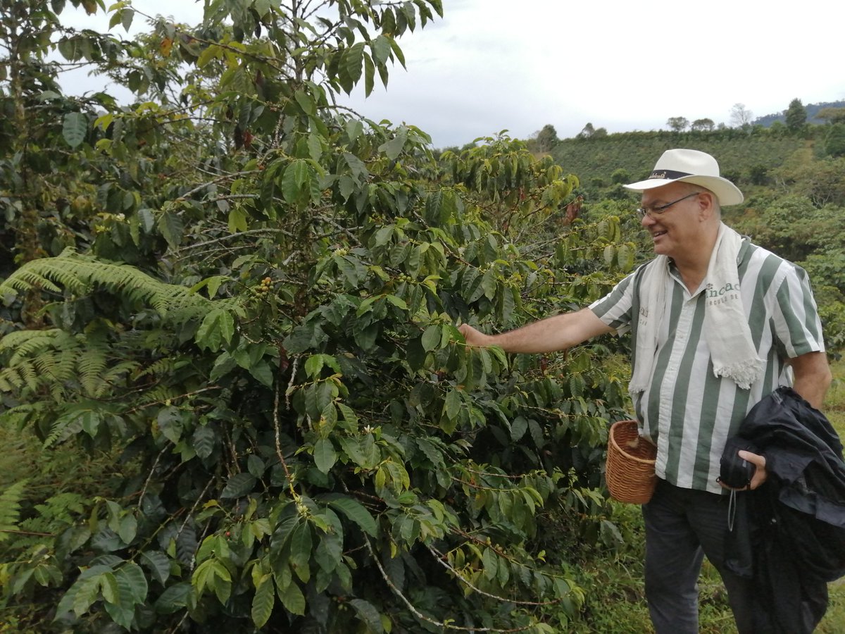 SolangeHando's tweet photo. Picking coffee Colombia https://t.co/VR4mqC51hu