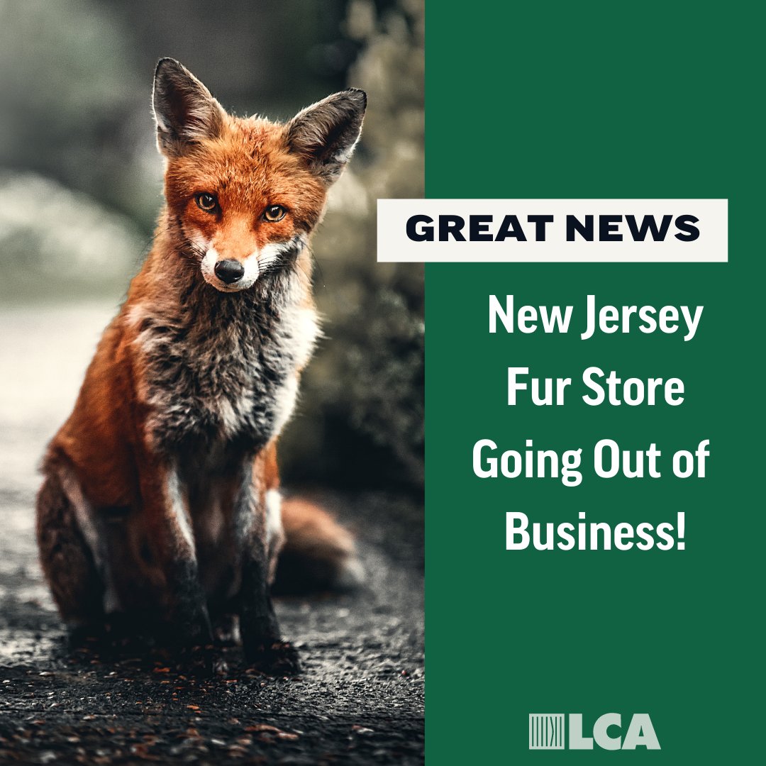 Fur Free Alliance (@FurFreeAlliance) / Twitter Fur Free Alliance (@FurFreeAlliance) / Twitter