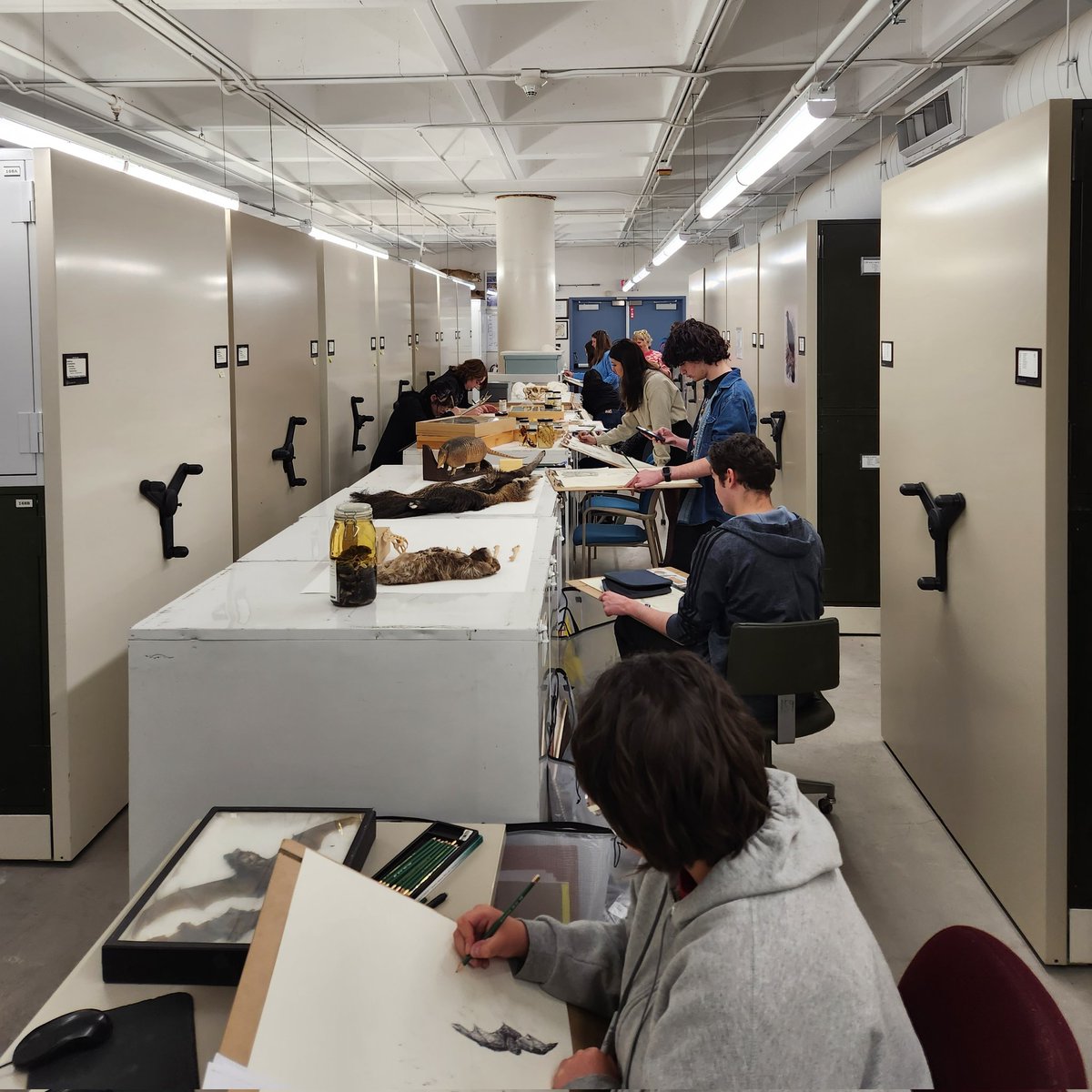 MSBherps's tweet photo. Today we had the pleasure of hosting a @UNMfinearts Drawing 1 class here in the museum! Always incredible to see how artists interpret and reimagine our specimens. Come back anytime! https://t.co/M7mpIPuKt6