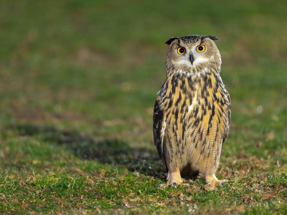 luellensynergyq's tweet photo. Flaco, the escaped Central Park Zoo Eurasian Eagle Owl, doing well on his own. #NYCBirds https://t.co/LlB0UnIVHz