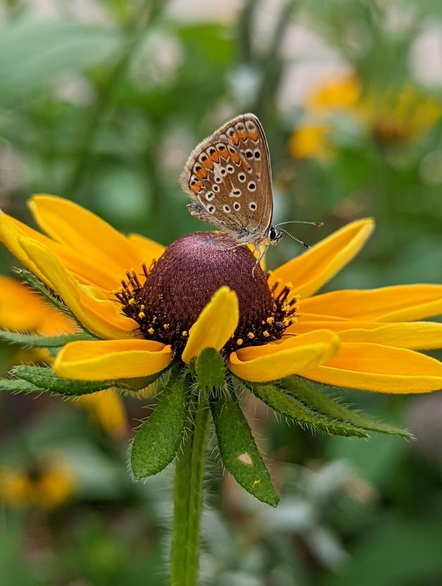 TAKE PART IN OUR SEED GIVEAWAY! (SIGN UP BY FEB. 20!)

bit.ly/3EBCELt

We’re offering packets of native seeds to Withrow and Quest teachers, parents, and community members interested in planting at home and/or in the classroom. Learn more at the link above!