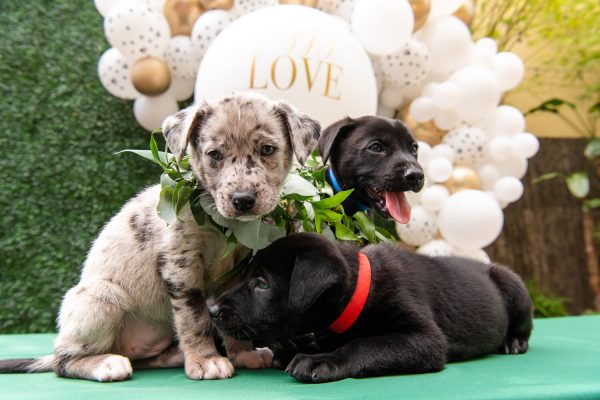 PawsUpTampa's tweet photo. At Paws Up Tampa, our goal is to bring awareness to the organization  @HumaneTampaBay and their dedication to ending animal homelessness and providing care and comfort for animals in need. Their 3 main values are compassion, commitment, and community. Follow them to learn more! https://t.co/JCQDvShNE1