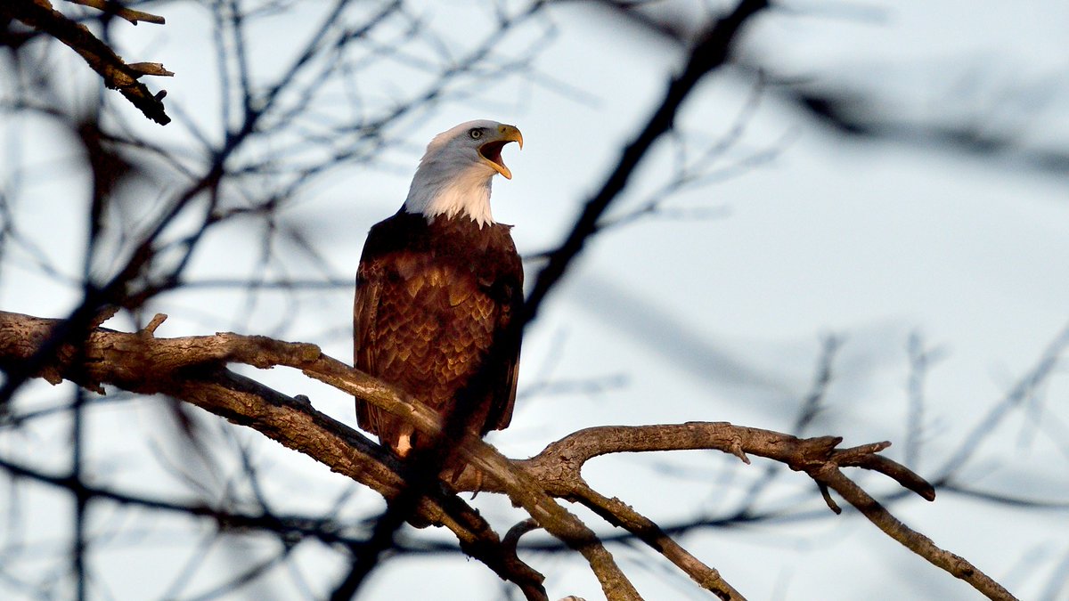 (Photo courtesy of Mourad Riad)
#wildlifephotography #nature #TwitterNatureCommunity