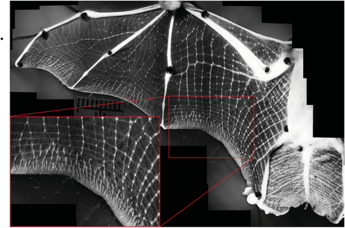 TimSmit02313649's tweet image. New paper in @AnatRecord from the laboratory @Bats_at_Brown shows distinct clustering of sensory hairs on bat wings, may sense airflow, and positioned near membranous wing muscles!  anatomypubs.onlinelibrary.wiley.com/doi/full/10.10…