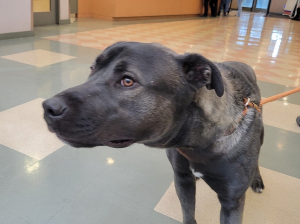 AdoptCCAnimals's tweet photo. #Dog #Snookums_CCSTCA_02 Snookums!! https://t.co/lsMLjPvEm7 https://t.co/qGSenoirHe