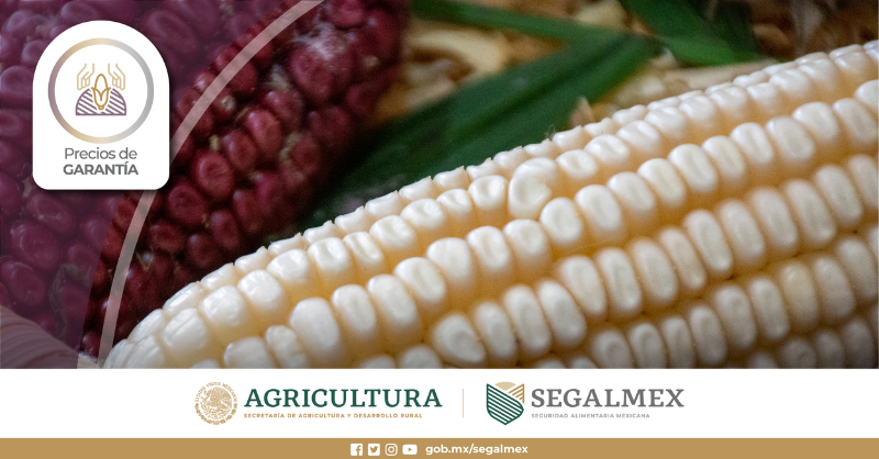 Segalmex_Mex's tweet photo. Los granos básicos, como el #Maíz, el #Frijol y el #Arroz, son fundamentales para la alimentación de millones de mexicanos. A través del programa #PreciosDeGarantía fortalecemos su producción. https://t.co/I5VvQCer8Q