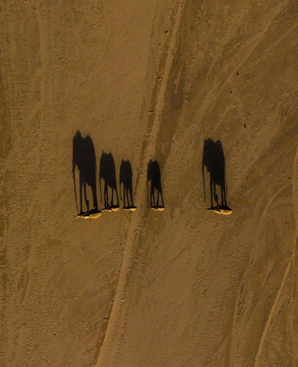 ben_ifs's tweet photo. Gentle giants on drone photography appear still giant..PC..Morlon du Toit https://t.co/zyMOQLwFmt