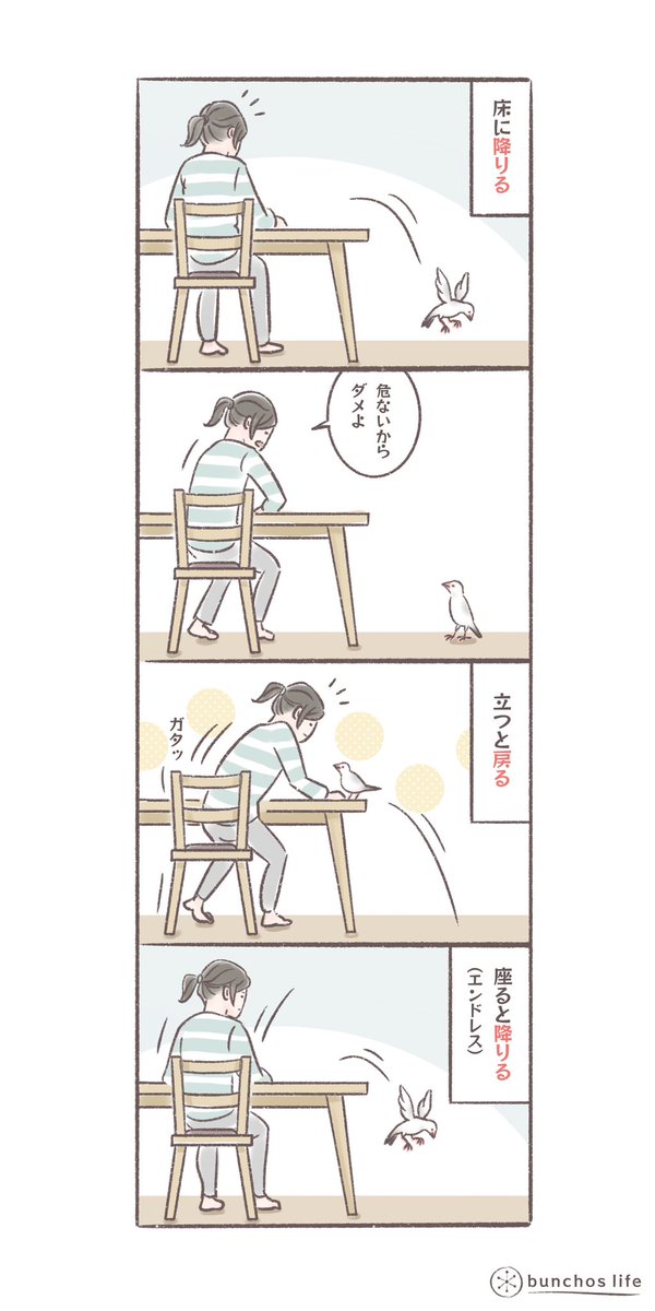 床に降りちゃダメというルールは理解しているようなので遊ばれてるのかも
#文鳥 
#4コマ漫画 
