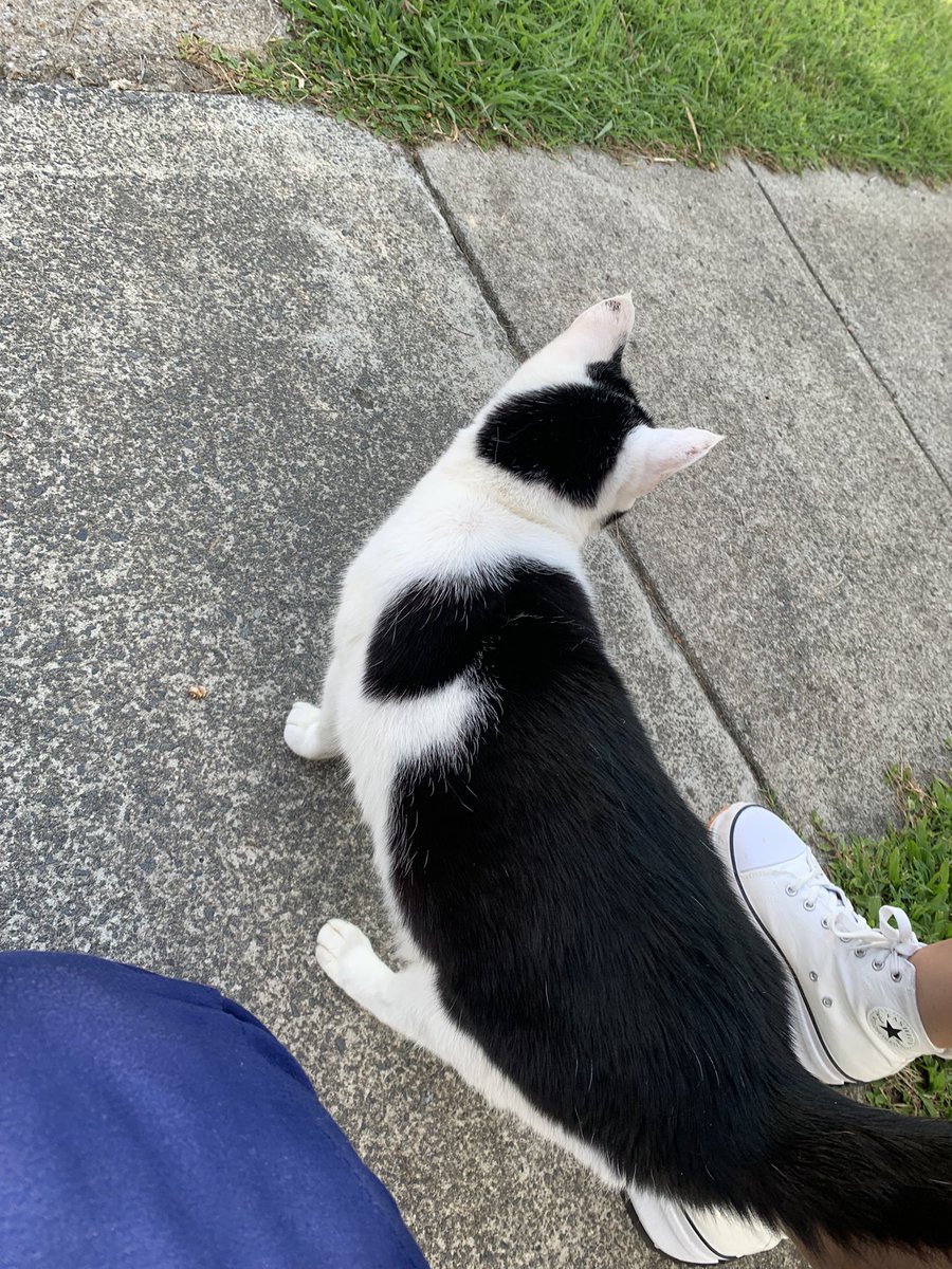 f_fafnir's tweet photo. First time to meet a cat here in Australia. Walking towards me from the other side of the road 😸

#catmagnet https://t.co/OMMxhxy54Y