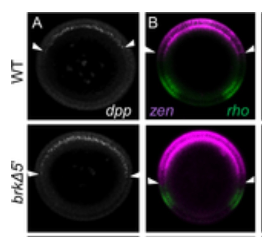FrankMacabenta's tweet photo. Believe it or not, another role for BMP signaling is helping fruit fly embryos relax.

It’s how they maintain their zen. 🧘‍♂️ 

@stathlab  #Dros23 #FlyPuns https://t.co/Twk7qfotvZ