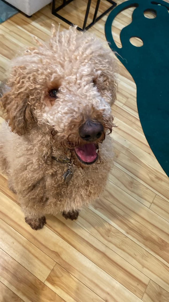 PetRecoveryYYC's tweet image. FOUND tan curly haired dog in #highwood. Message poster. If claiming have proof of ownership and photo ID. Pls rt share watch help for family awareness. facebook.com/20877396249912…