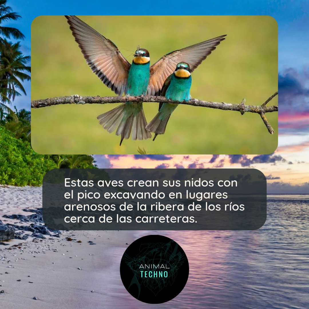Omega_technOo's tweet photo. #animaltechno #animalplanet #wildlife #animals #nature #animal #wildlifephotography #naturephotography #animalphotography #natgeo #animallovers #natgeowild #photography #bbcearth #animalsofinstagram #of #natgeoyourshot #captures #wildlifeplanet #world #wild #animallover #bird https://t.co/FJJIfLbQzt