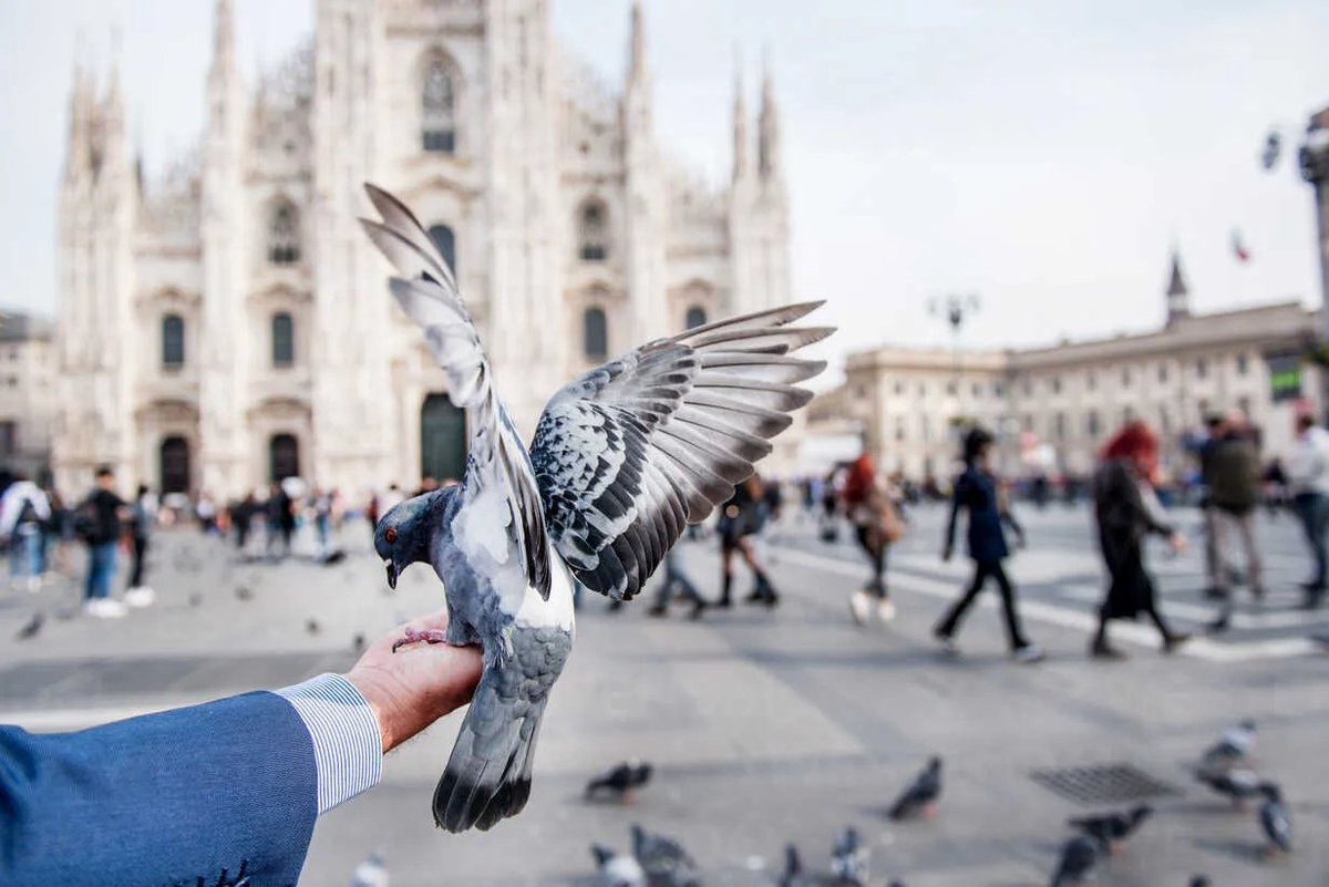 birdfunfacts's tweet photo. A #thread on... Why do cities have so many freaking pigeons?
Hehe! Read to find out!
#Birds #BirdFunFacts #Pigeons #Nature #NYC #SanFran #Chicago #Paris #Milan #FunFacts #Learning #BirdsofTwitter #BirdsoftheWorld https://t.co/jIrCzTVOgA