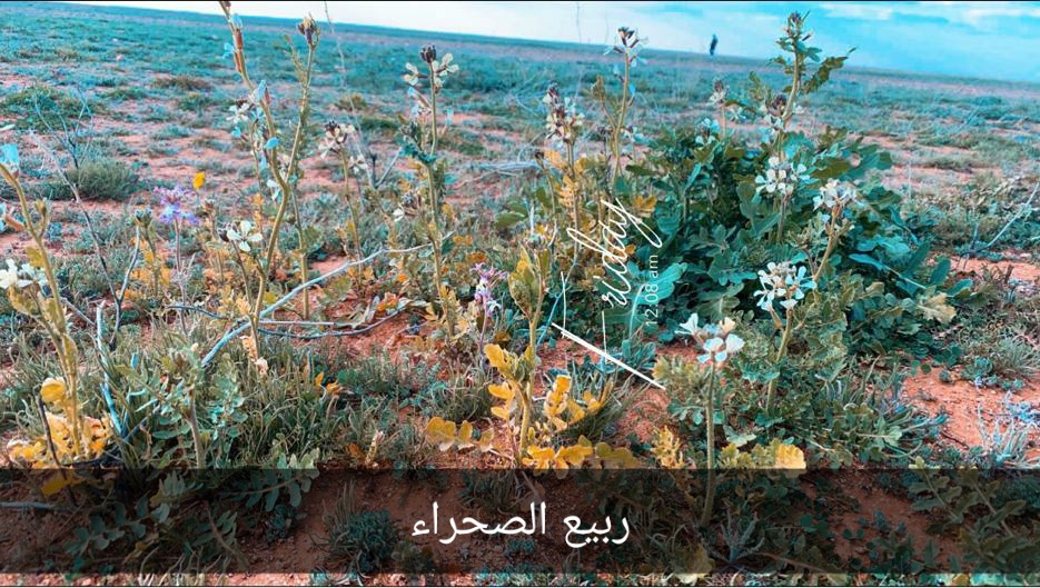 #ربيع_الصحراء
