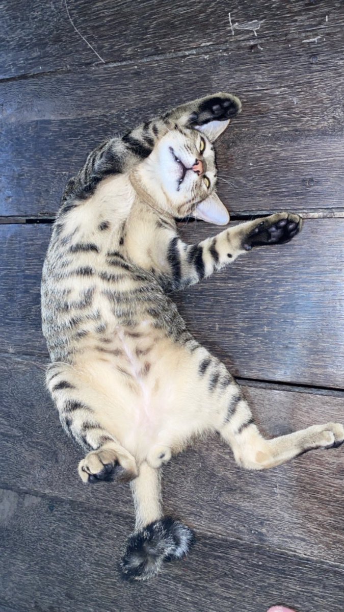 TokkitthungXsb's tweet photo. @kochengfs ini aja yaa nderr, kucing ku jarang ke pergok bobok imut, sering nya pose gajelas gini 😭 https://t.co/r3W7oI0mhP