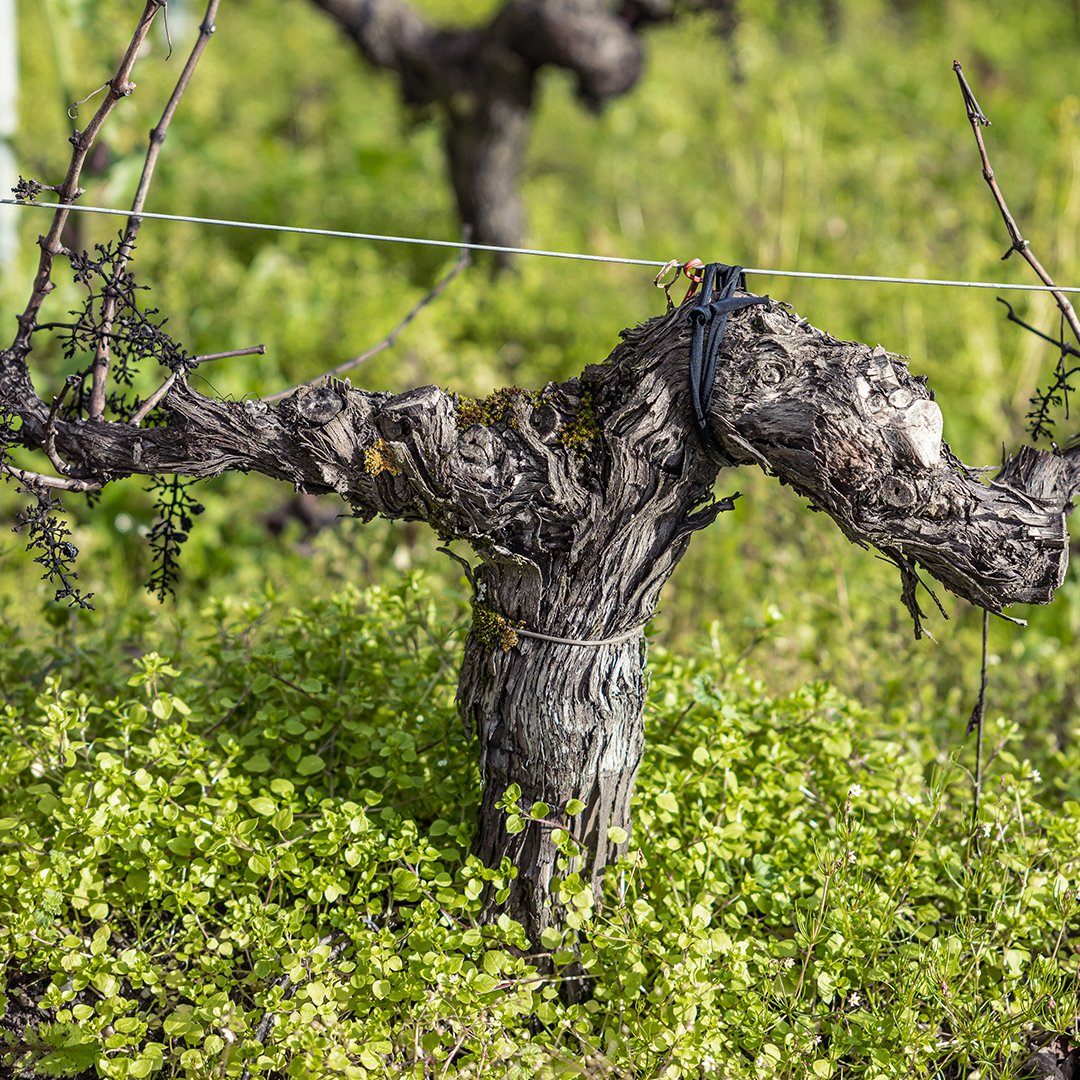 We let plant cover grow in our vineyards to improve the soil's bearing capacity, introduce some organic matter and encourage microbial life. We remove it in March to limit competition between the plants and reduce the humidity that brings the risk of disease #vineyards #vines