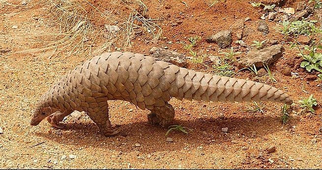 Pangolins have large protective keratin scales, similar in material to fingernails and toenails covering their skin; they are the only mammals with this feature.
Pangolins are threatened by poaching (for their meat and scales, which are used in traditional medicine.#SavePangolins
