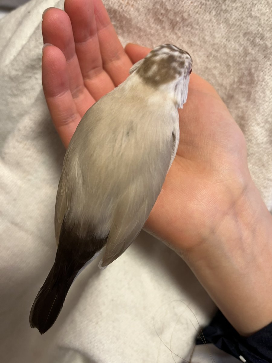 可愛いお利口さん。