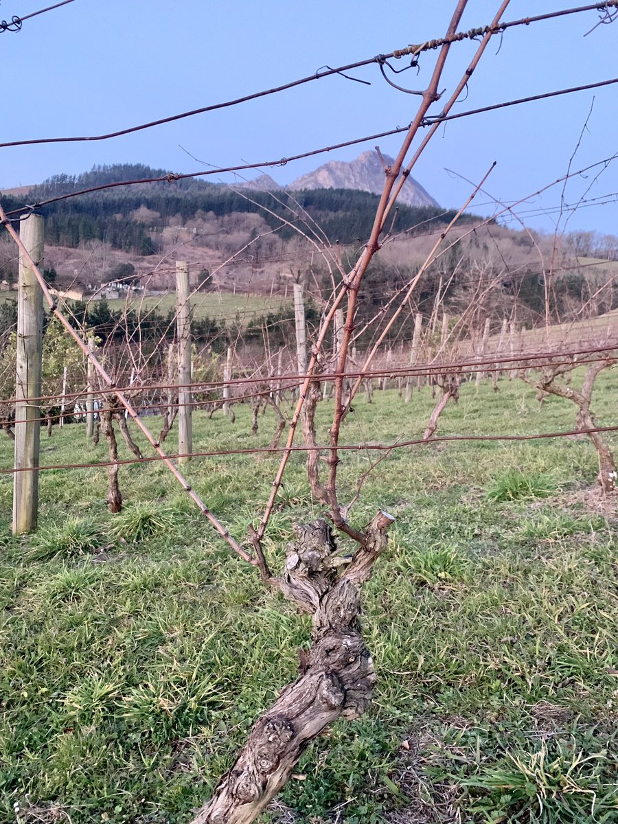BGraLau's tweet photo. Últimos días de #poda acompañados de sol y temperaturas primaverales! Miedo me da que lleguen tan pronto… #Txakoli #Respectfull #Pasion #Agricultura https://t.co/S3OlFo2iS9