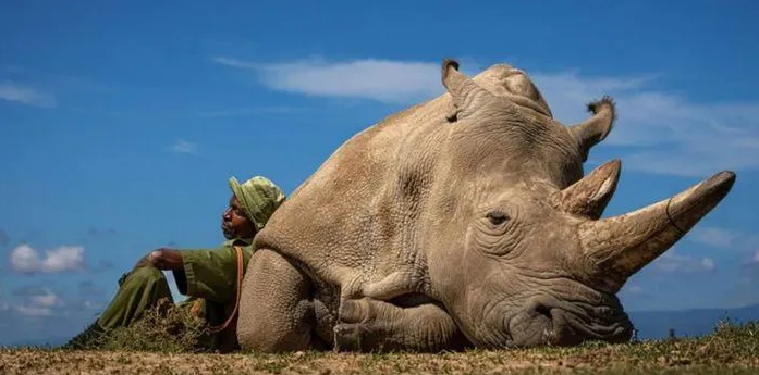orti_ortis's tweet photo. BREEZY BLOGS: Photo of White Rhino Taken in Kenya Beats 20,000 E... https://t.co/jazgyi47ui
#Najin #Matjaz #travelphotography #Breezyblogs https://t.co/gg3i7pYEST