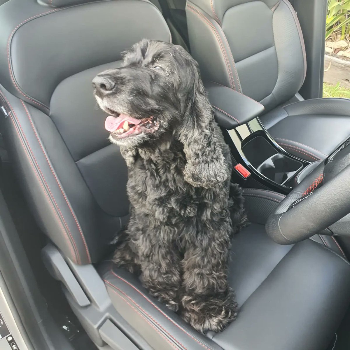 Doggo_OW's tweet photo. Got a new car with doggo seal of approval 💖🚀 https://t.co/6rbLrIJrmA