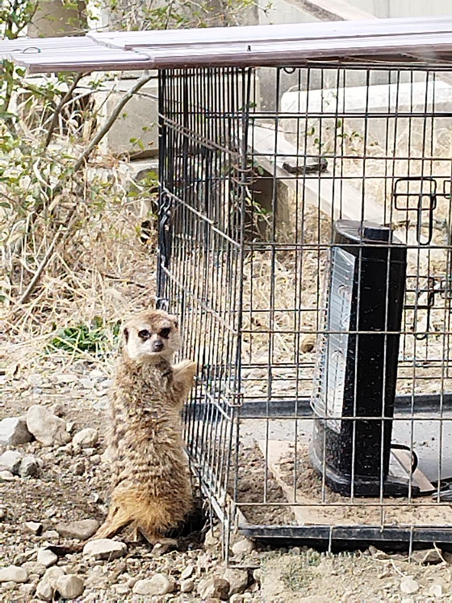 動物園 ·͜· 