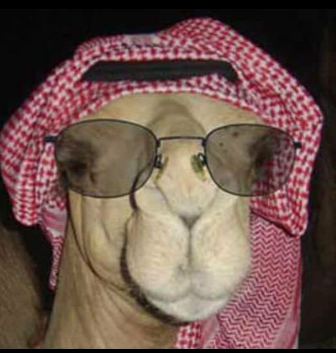 وفي صباح يومِ الجُمعة ، اللهم لا تدع لنا حزنًا في قلوبنا إلا بدلتَه فرحًا🤍🌿.
      🌹جمعة مباركة 🌹
#صباح_الجمعه