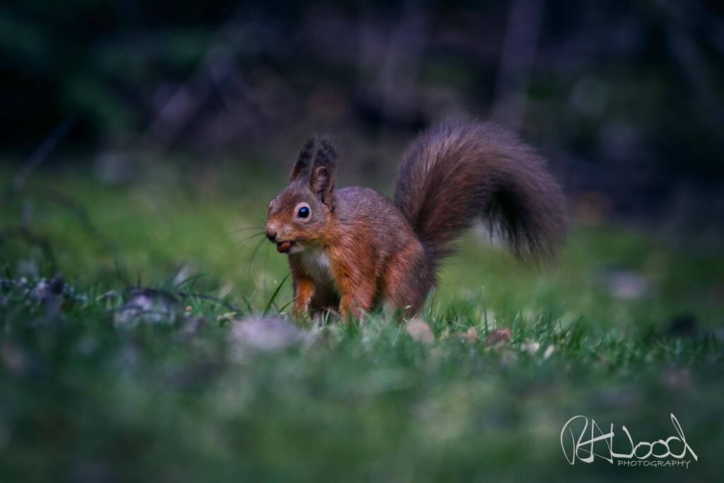 RAWoodPhotos's tweet photo. Red Squirrel 🐿️📸

I had to wait until the last day of my holiday to see to the squirrels but it was definitely worth the wait 🐿️

#redsquirrel #wildlifephotography #scotland #naturephotography #squirrel #wildlife #wildanimals #wildlifephotographer #s… https://t.co/Ar4YCLi9L5 https://t.co/iw9QR8b7H4