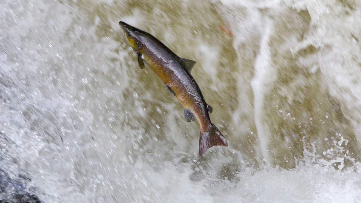 Two scientific reports focussing on wild salmon in Scotland’s rivers have been published today.

A robust evidence base helps ensure that our freshwater environment is healthy and productive, and that our wild fish are safeguarded for future generations.

🧵⬇️

1/5