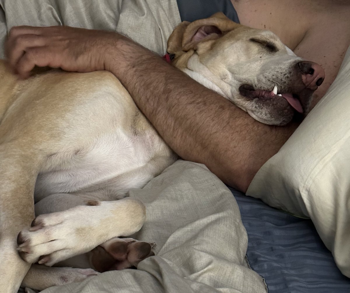 BrownieTurd's tweet photo. This is what sleepy and comfortable looks like, which also kinda looks like Penny is getting choked to death. #NoAnimalsWereHarmedInThisPhoto #MyBedIShareWithHumans #CuddleTurd #PennyTurd https://t.co/q0n0IeO0tt