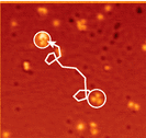 FeringaLab's tweet photo. Is this my trajectory between desk and coffee machine in the morning? Nope, it's a third gen motor being driven on a copper surface! Better resolution pics and the full story now in @ACSNano : https://t.co/hbmQIMo0oi https://t.co/BNrfEOHvBv