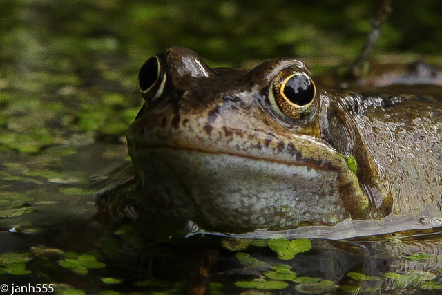 BlueskyJanh1's tweet photo. Is it #Frog Friday?
Obvs! ๐
#FrogWeek https://t.co/dTzSO342GI