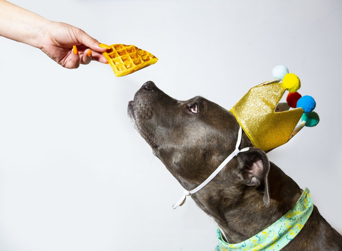 Largo’s 11th birthday was a total success 🥳🧇