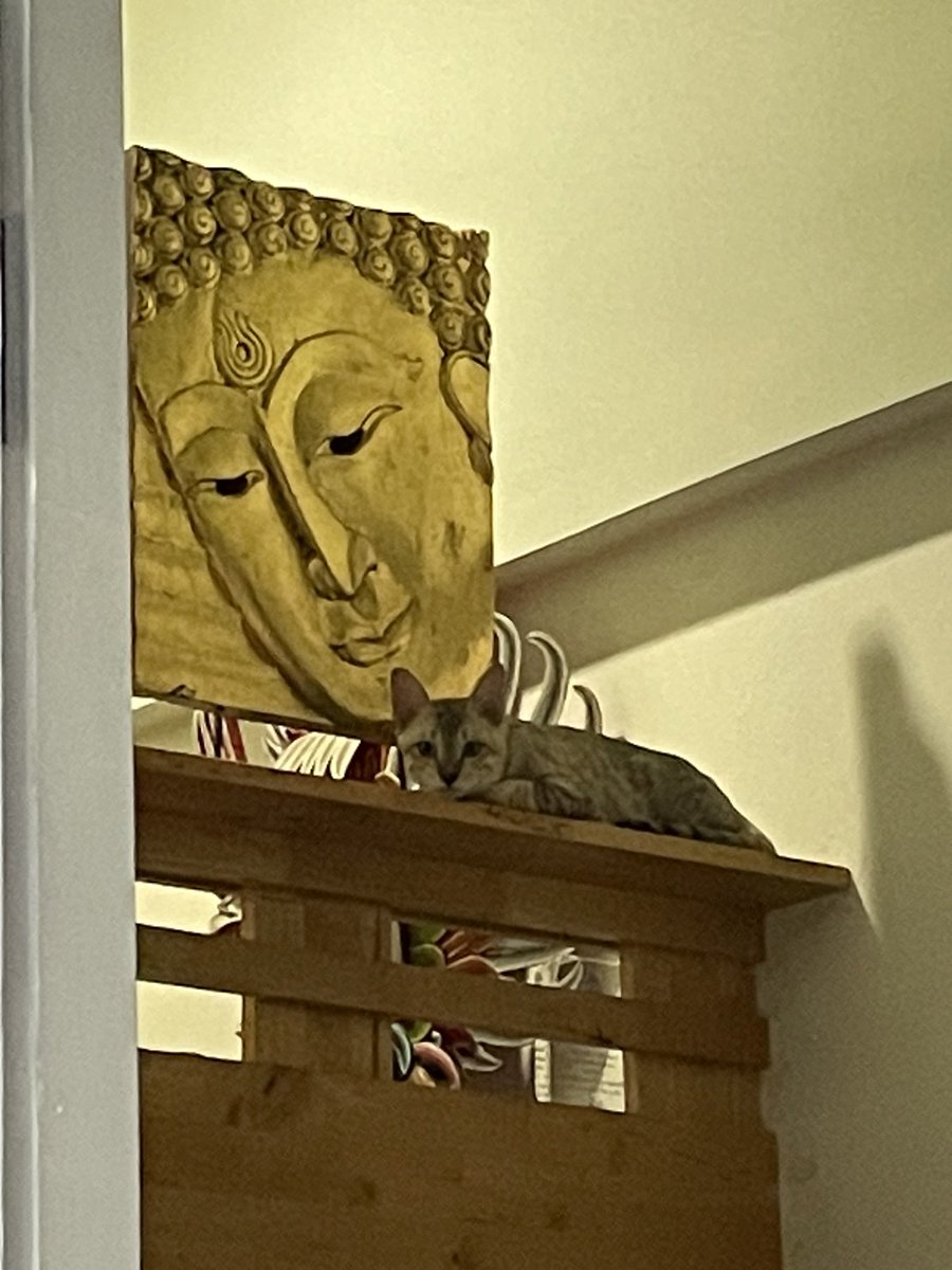 ดูที่นอนแมวฉัน... พระพุทธเจ้ามองด้วยสายตาอาดูร