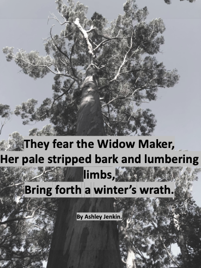 My #LoveAGum poetry submission for @EucalyptAus  #NationalEucalyptDay

They fear the Widow Maker,
Her pale stripped bark and lumbering limbs,
Bring forth a Winter's wrath.

#nostalgia #karri #eucbeaut #eucalyptus #westernaustralia #childhood