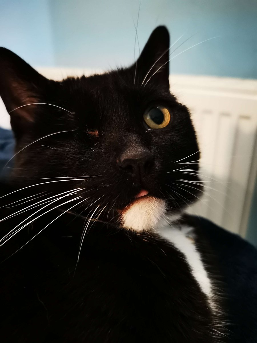 AtelierNear's tweet photo. @k1ngbadger @CATBRAINCELL This is Oreo! He's... very shaped https://t.co/2EEj3m2a2h