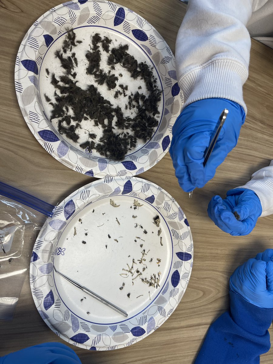 AmberHi18038779's tweet photo. 7th graders dissecting owl pellets to determine what the owls ate from the bones in their pellets. #1stPeriod #Exceptional @Winterboro_High @GraysonLawrence https://t.co/L7Hq2a0ZAZ