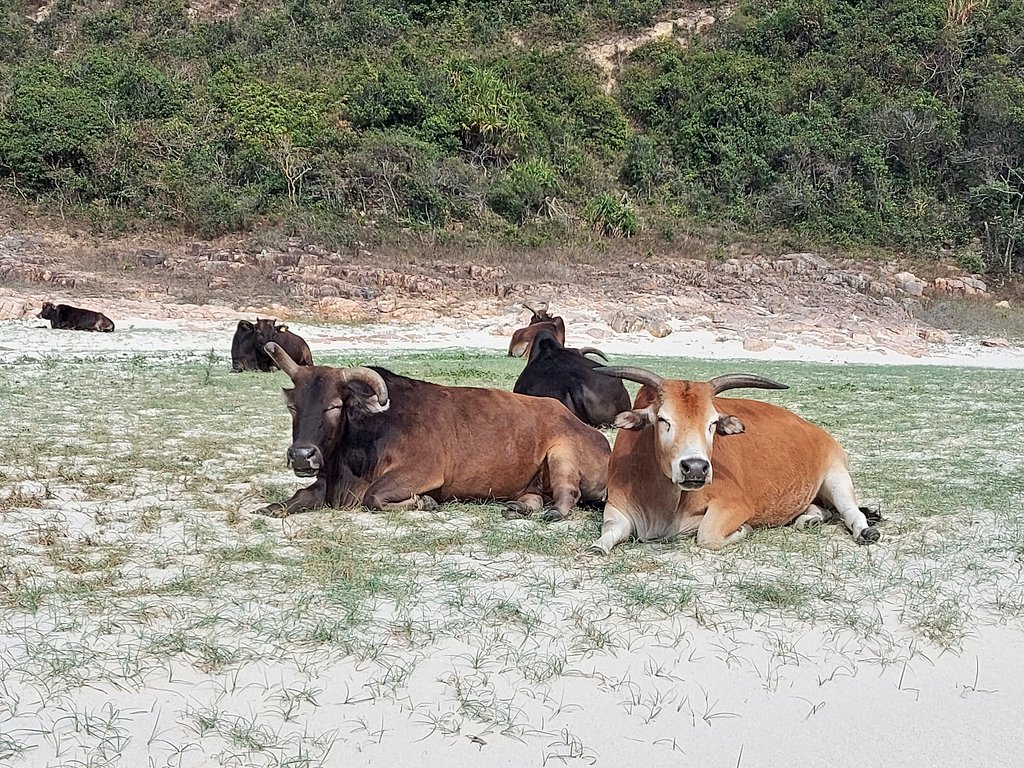 gmw_hodgson's tweet photo. #fieldworkfridays when working on #animalbehaviour are always good when your study subjects decide to take a nap on the beach! ☀️🐚🐮 #HongKong https://t.co/lGkw6UUyRH