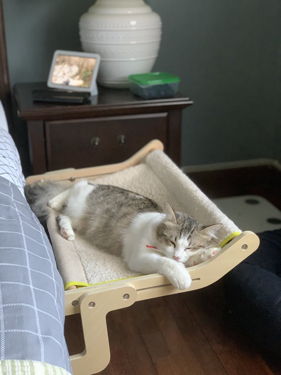 ellyasabdullah's tweet photo. I feel, having a pet shows you what type of parent you'll most probably end up being..

.. or in my case, the type of parent I'll ever be. 😜 https://t.co/dL5zv5RsgG